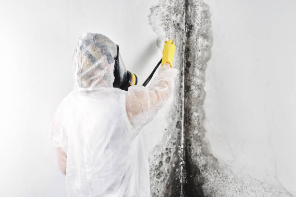 Best Local water damage restoration  in Holly Hills, CO