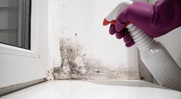 Best Carpet water damage restoration  in Holly Hills, CO